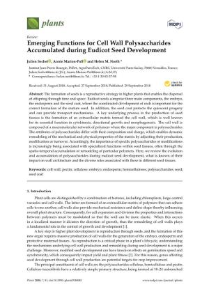 Emerging Functions for Cell Wall Polysaccharides Accumulated During Eudicot Seed Development