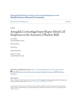 Amygdala Corticofugal Input Shapes Mitral Cell Responses in the Accessory Olfactory Bulb Livio Oboti George Washington University