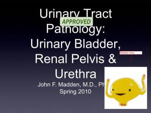 Urinary Bladder, Renal Pelvis & Urethra John F