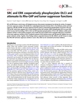 SRC and ERK Cooperatively Phosphorylate DLC1 and Attenuate Its Rho-GAP and Tumor Suppressor Functions