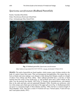 Sparisoma Aurofrenatum (Redband Parrotfish)