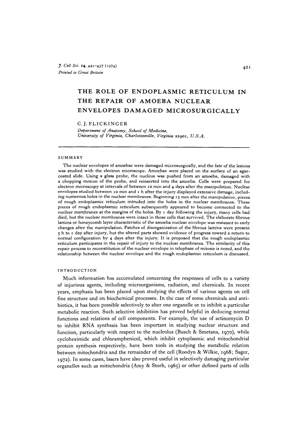 The Role of Endoplasmic Reticulum in the Repair of Amoeba Nuclear Envelopes Damaged Microsurgically