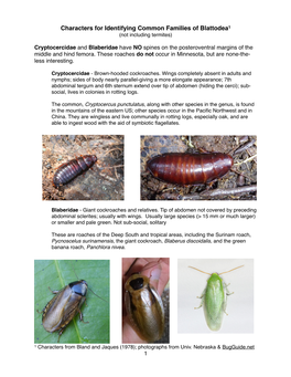 Characters for Identifying Common Families of Blattodea1 (Not Including Termites)