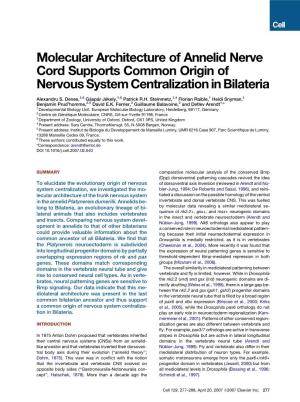 Molecular Architecture of Annelid Nerve Cord Supports Common Origin of Nervous System Centralization in Bilateria