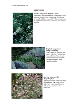 PERENNIALS Achillea Millifolium Western Yarrow an Aromatic