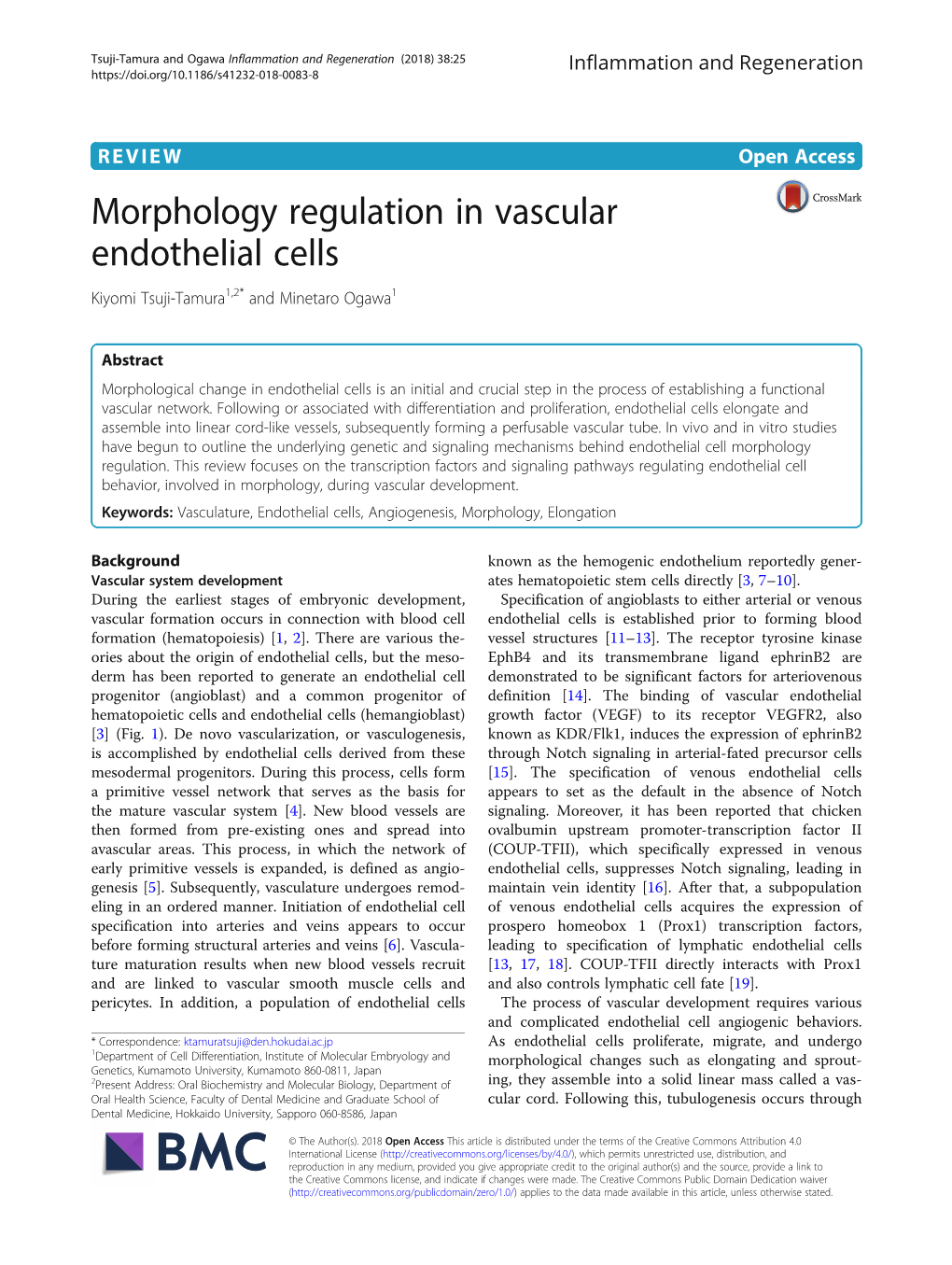 Morphology Regulation in Vascular Endothelial Cells Kiyomi Tsuji-Tamura1,2* and Minetaro Ogawa1