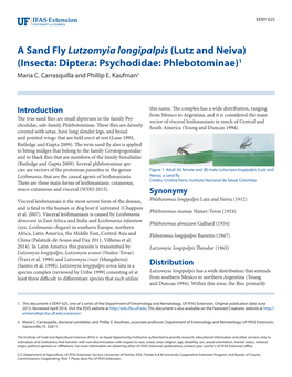 A Sand Fly Lutzomyia Longipalpis (Lutz and Neiva) (Insecta: Diptera: Psychodidae: Phlebotominae)1 Maria C