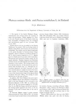 Mutinus Caninus Huds. and Peziza Acetabulum L. in Finland