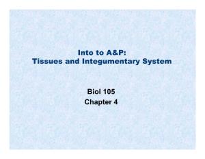 Tissues and Integumentary System Biol 105 Chapter 4