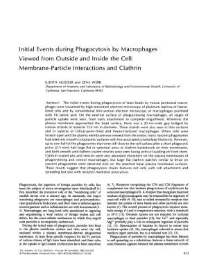 Initial Events During Phagocytosis by Macrophages Viewed from Outside and Inside the Cell: Membrane-Particle Interactions and Clathrin