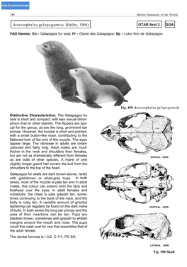 Arctocephalus Galapagoensis (Heller, 1904) OTAR Arct 3 SGA