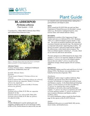 Bladderpod, Peritoma Arborea, Plant Guide