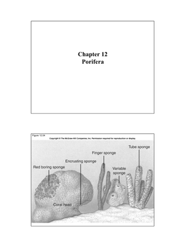 Chapter 12 Porifera