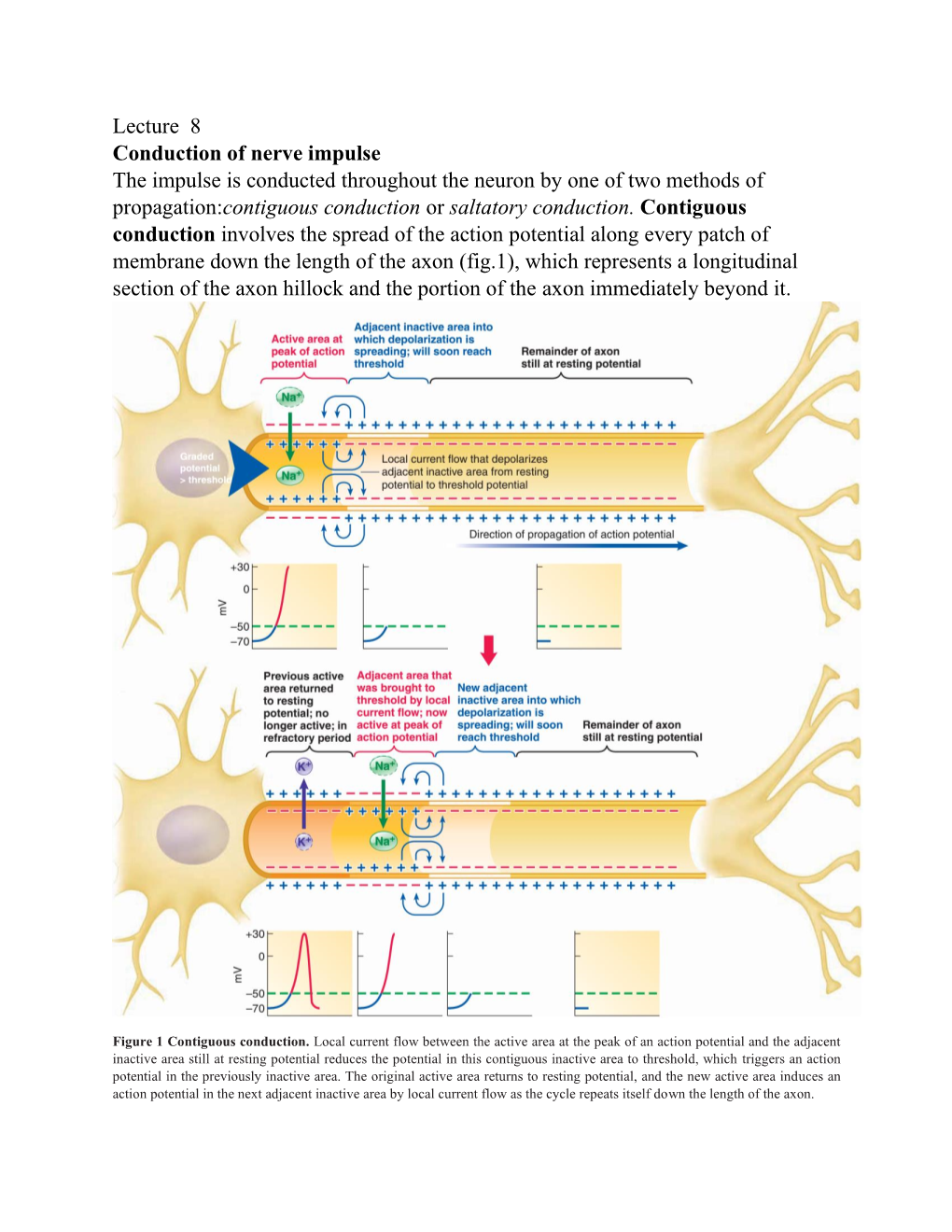 Lecture 8 Conduction of Nerve Impulse the Impulse Is Conducted Throughout the Neuron by One of Two Methods of Propagation:C