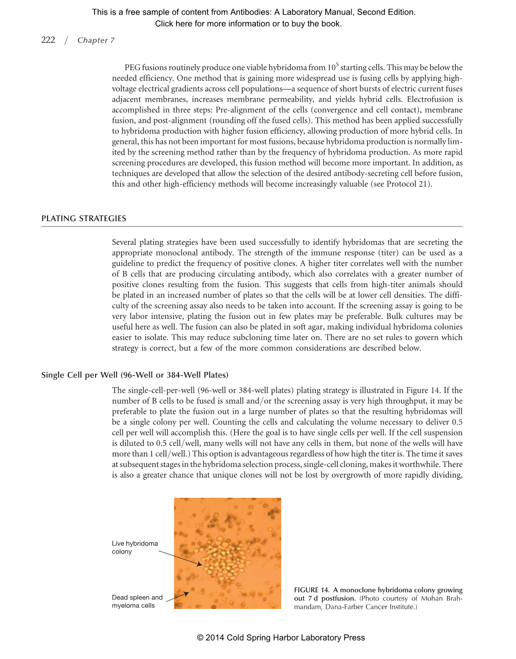 PEG Fusions Routinely Produce One Viable Hybridoma from 105 Starting Cells