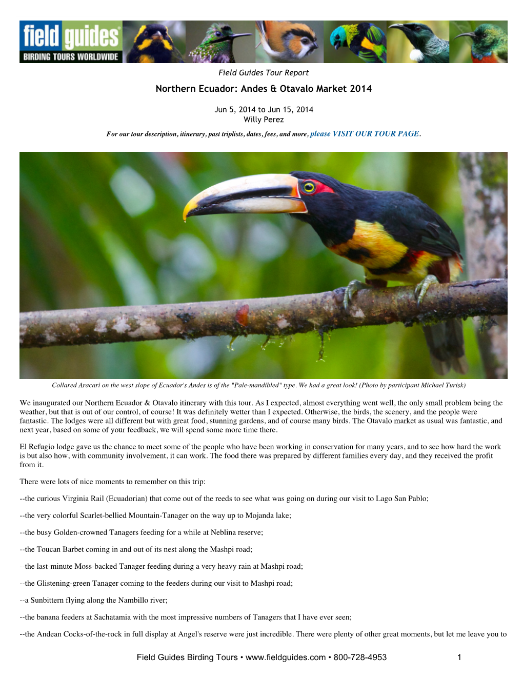 FIELD GUIDES BIRDING TOURS: Northern Ecuador: Andes & Otavalo