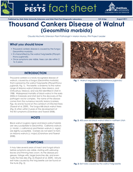 Thousand Cankers Disease of Walnut (Geosmithia Morbida)