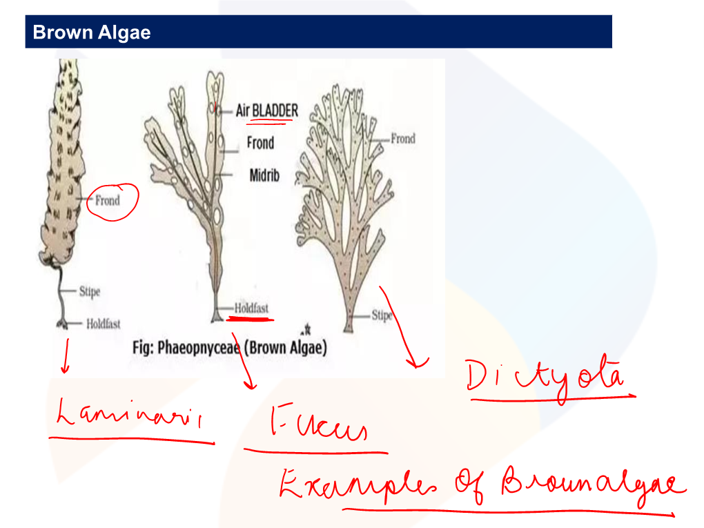 Brown Algae Phaeophyta II