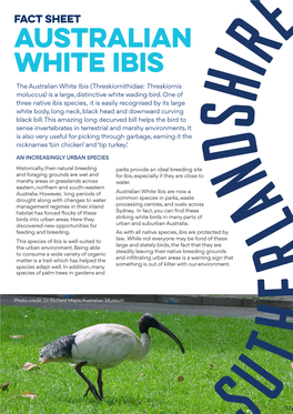 Australian White Ibis the Australian White Ibis (Threskiornithidae: Threskiornis Moluccus) Is a Large, Distinctive White Wading Bird