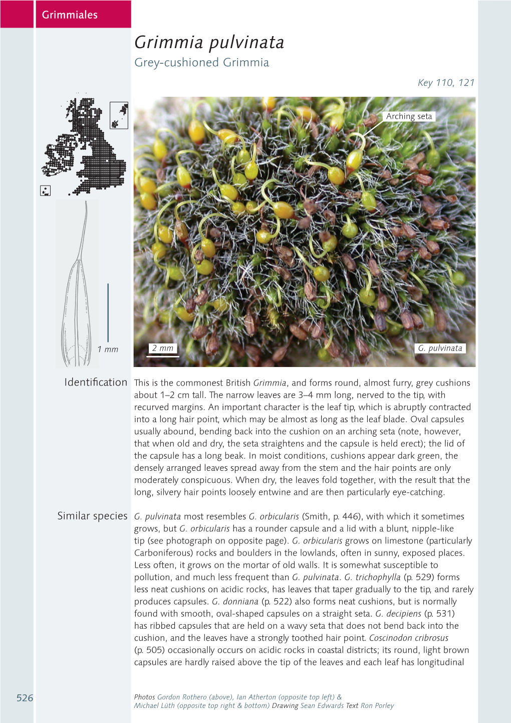 Grimmia-Pulvinata.Pdf