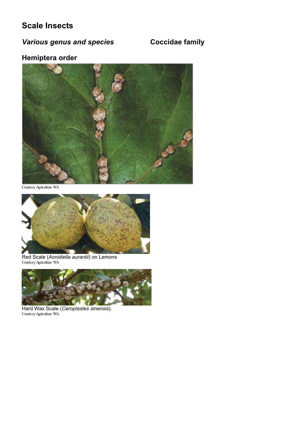 Scale Insects