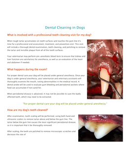 Dental Cleaning in Dogs