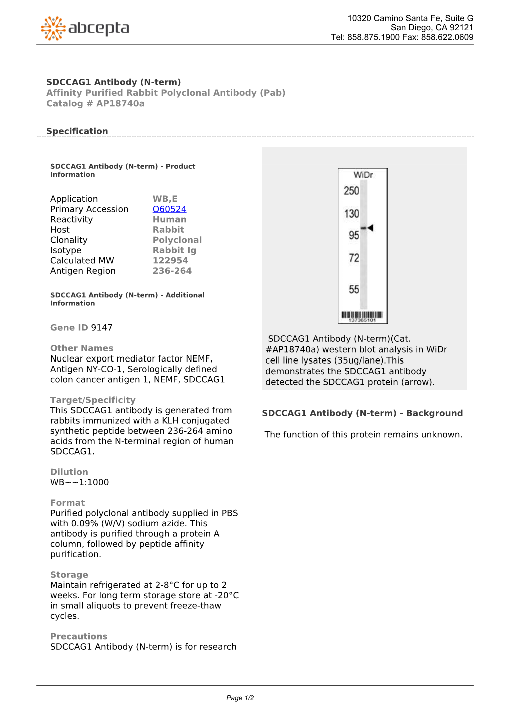 SDCCAG1 Antibody (N-Term) Affinity Purified Rabbit Polyclonal Antibody (Pab) Catalog # Ap18740a