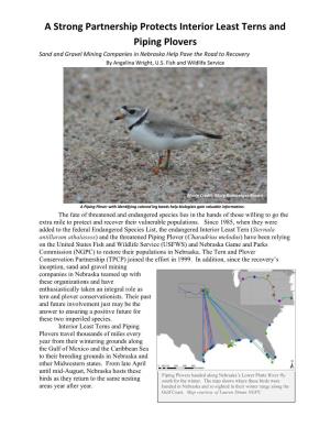 A Strong Partnership Protects Interior Least Terns and Piping Plovers