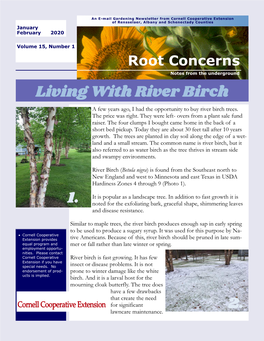 Living with River Birch 1. 2