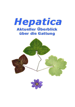 Hepatica Nobilis (Var