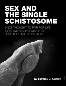 Sex and the Single Schistosome Once Thought to Pair for Life, Infective Flatworms Often Lose Their Mates in Battle