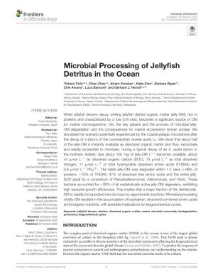 Microbial Processing of Jellyfish Detritus in the Ocean
