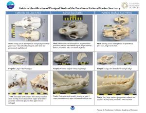 Guide to Identification of Pinniped Skulls of the Farallones National Marine Sanctuary