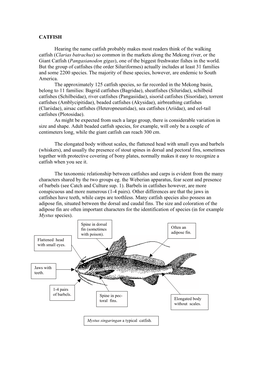 CATFISH Hearing the Name Catfish Probably Makes Most Readers Think of the Walking Catfish (Clarias Batrachus) So Common in the M