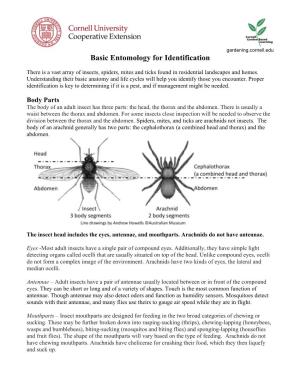 Basic Entomology for Identification