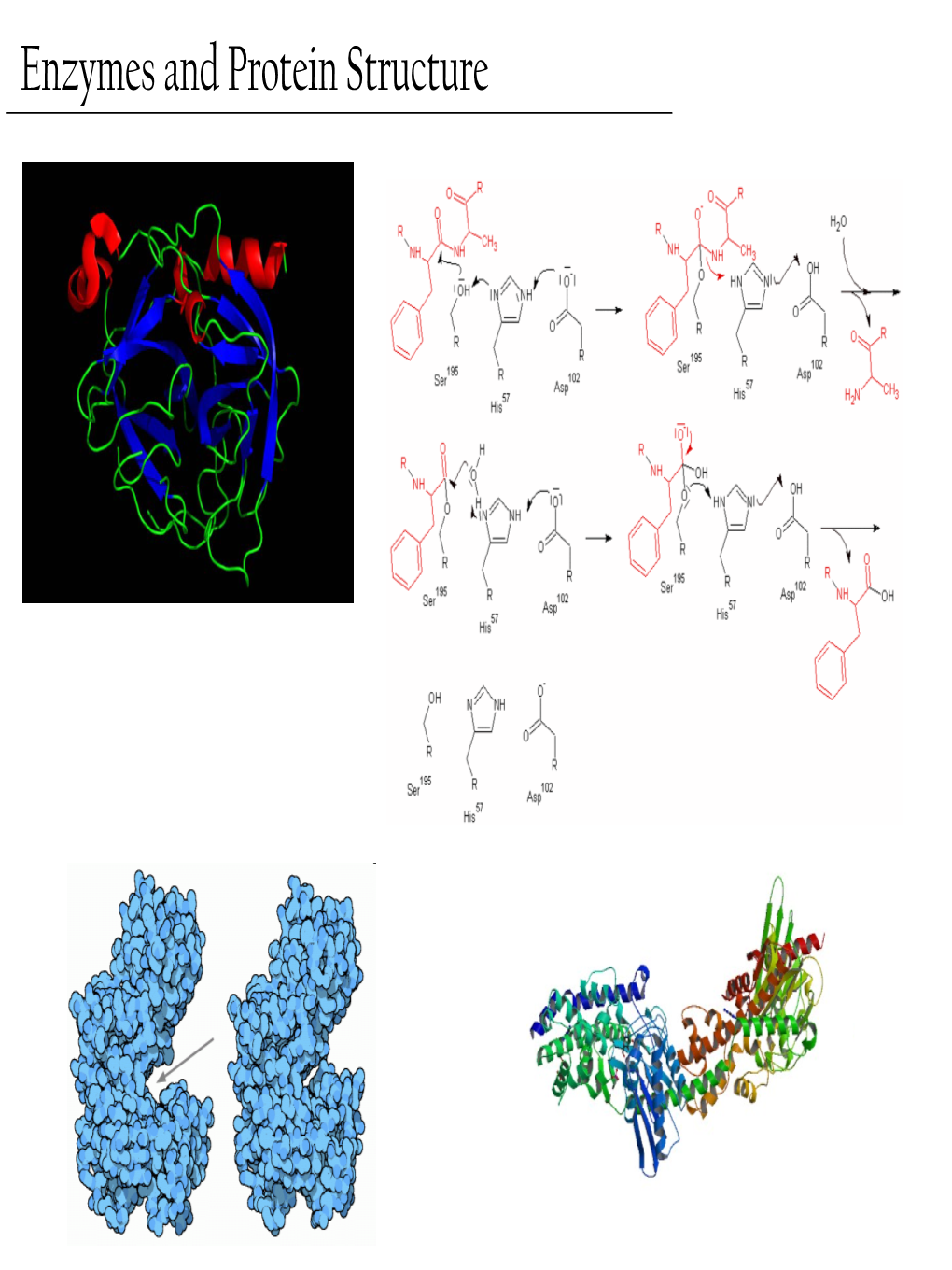 Enzymes and Protein Structure Last Week… PTM’S We (Re)Learned About