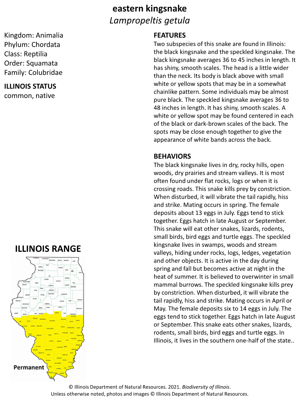 Eastern Kingsnake Lampropeltis Getula ILLINOIS RANGE