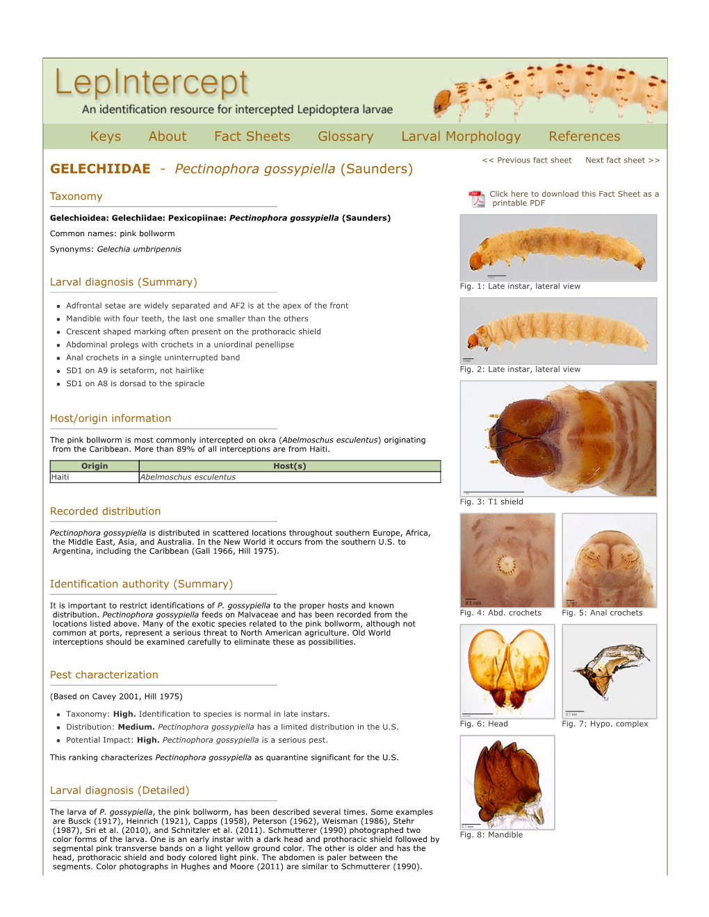 Pectinophora Gossypiella (Saunders)