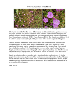 Agalinis Purpurea (L) Pennell; Purple False Foxglove, Or Purple Gerardia