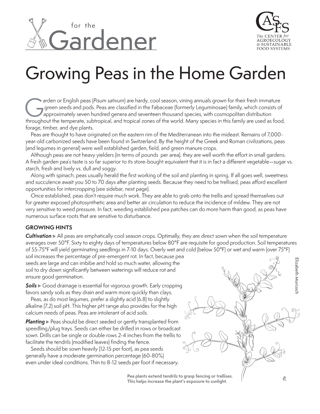 Growing Peas in the Home Garden