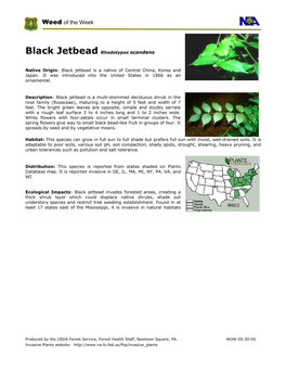 Black Jetbead Rhodotypos Scandens