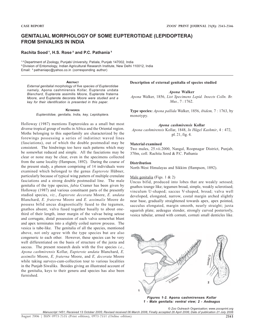 Rachita Genitalial Morphology 1451