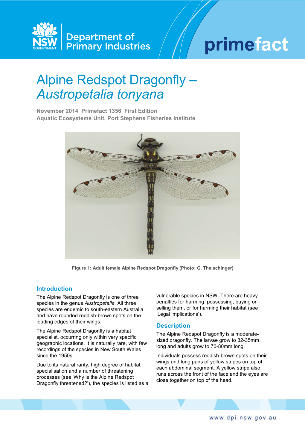 Alpine Redspot Dragonfly – Austropetalia Tonyana