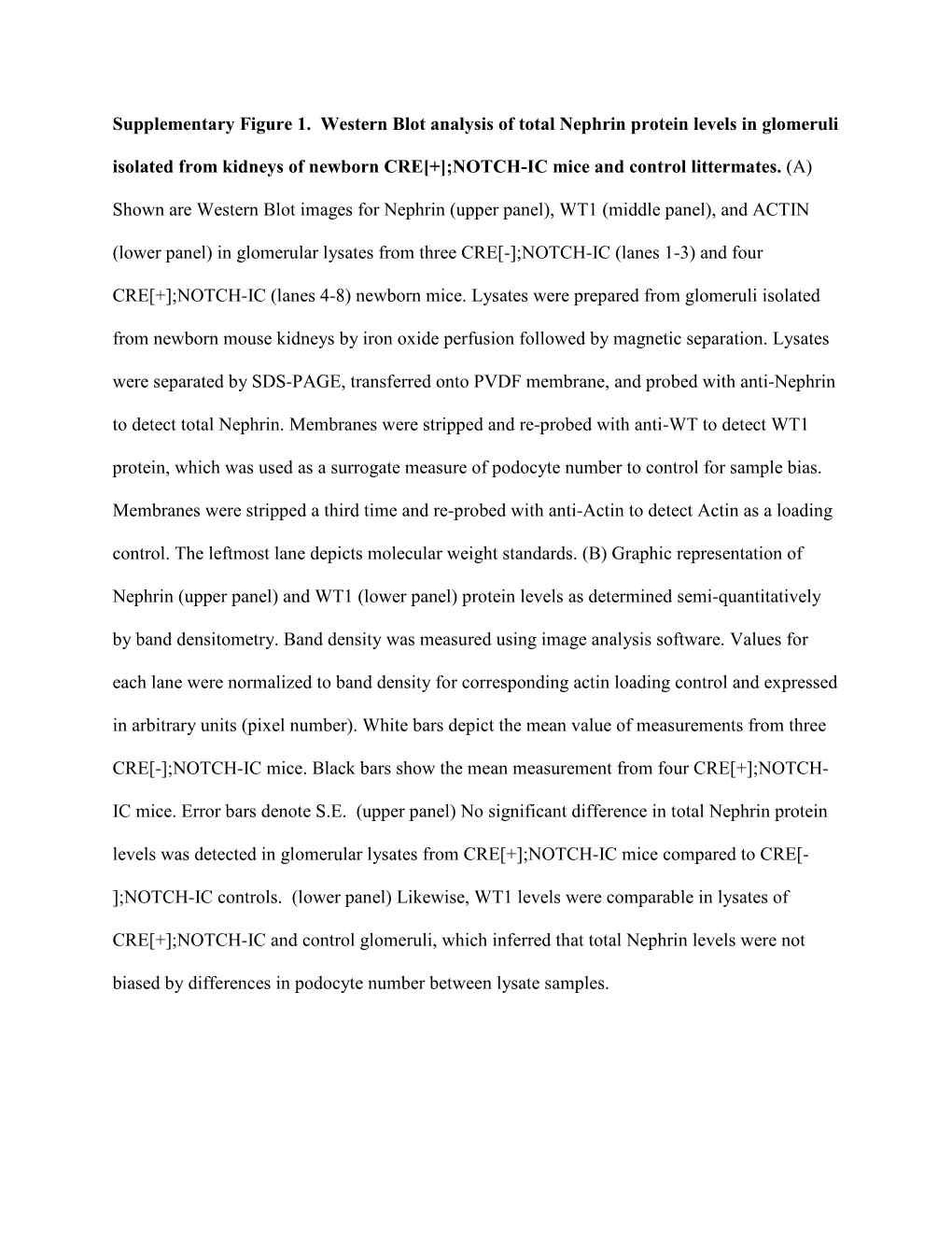 Supplementary Figure 1. Western Blot Analysis of Total Nephrin Protein Levels in Glomeruli Isolated from Kidneys of Newborn