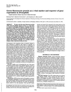 Expression in Drosophila (Targeted Expression/Enhancer Trap/GAL4/Confocal Microscopy) EDWARD YEH*, KERSTIN GUSTAFSON*, and GABRIELLE L
