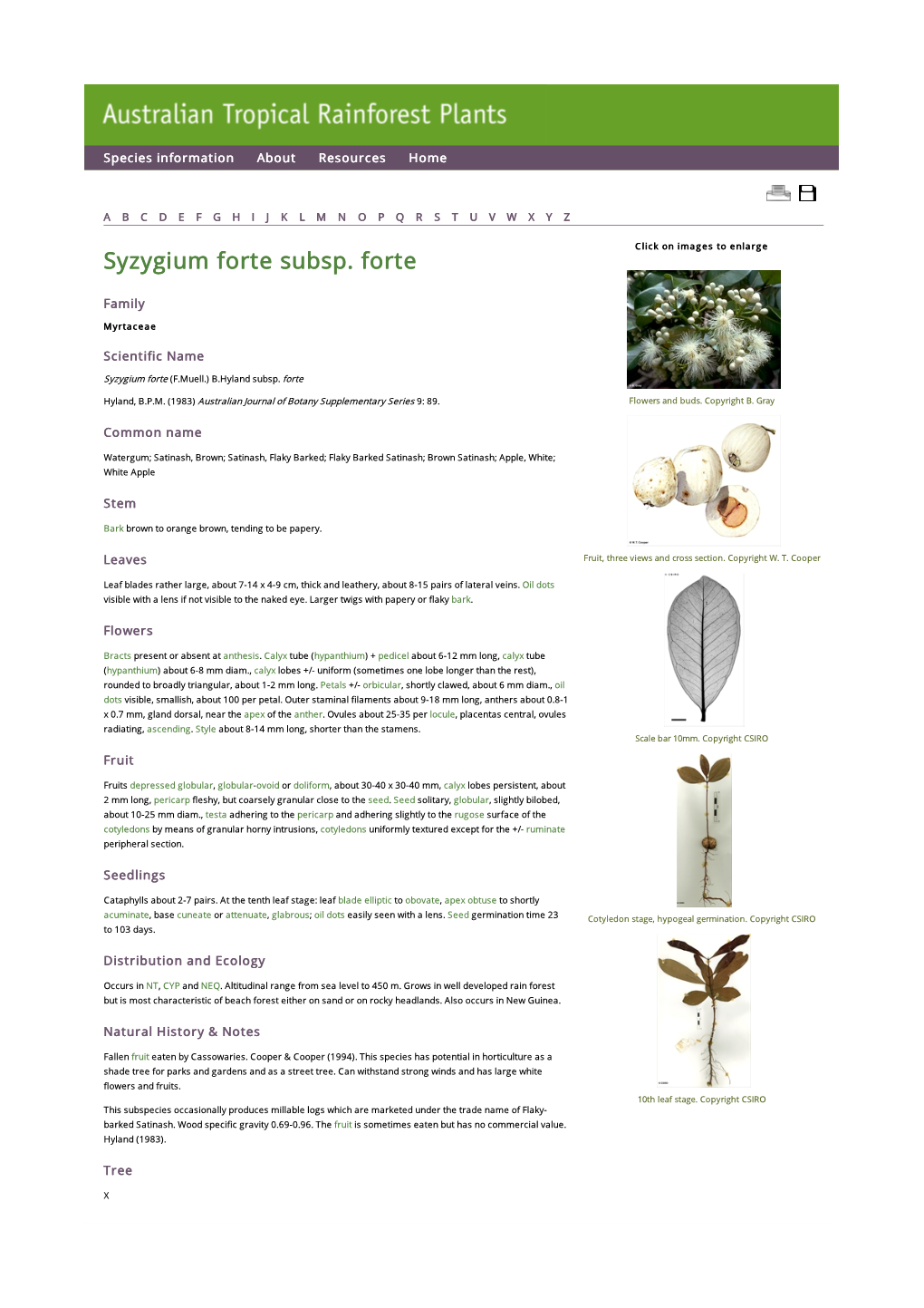 Syzygium Forte Subsp. Forte Click on Images to Enlarge