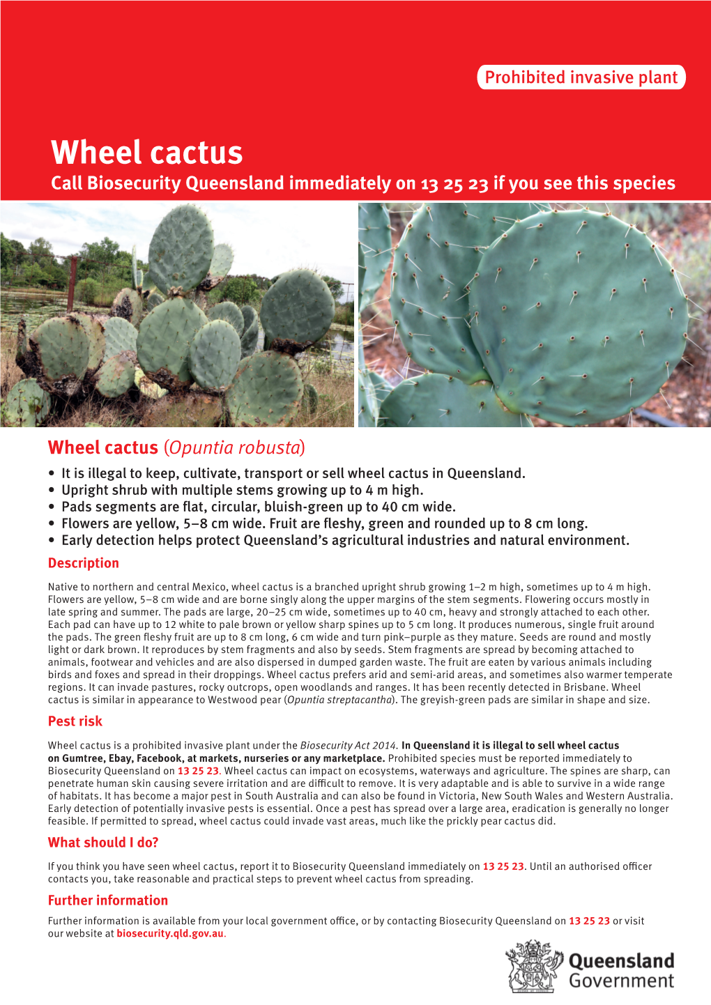 Wheel Cactus Call Biosecurity Queensland Immediately on 13 25 23 If You See This Species