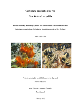 Carbonate Production by Two New Zealand Serpulids