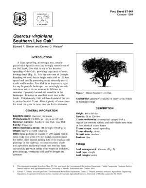 Quercus Virginiana Southern Live Oak1 Edward F