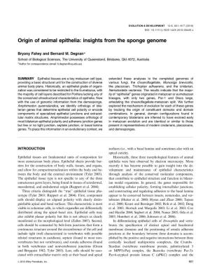 Origin of Animal Epithelia: Insights from the Sponge Genome
